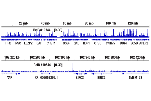 Chromatin Immunoprecipitation Image 2: RelB (D7D7W) Rabbit mAb