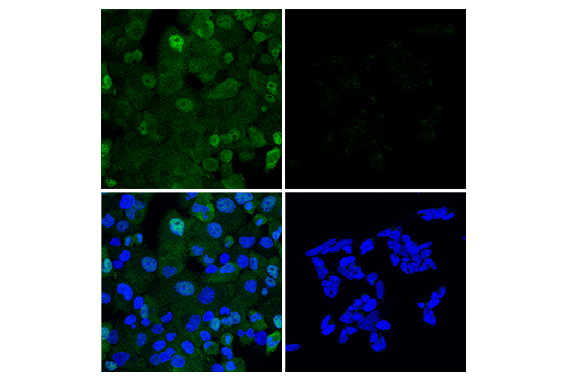 Immunofluorescence Image 1: RelB (D7D7W) Rabbit mAb (BSA and Azide Free)