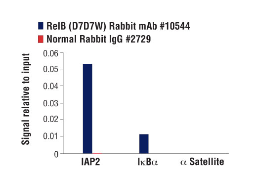 Chromatin Immunoprecipitation Image 3: RelB (D7D7W) Rabbit mAb
