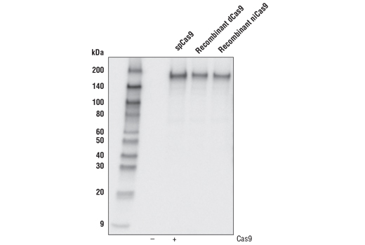 Western Blotting Image 1: Cas9 (S. pyogenes) (7A9-3A3) Mouse mAb (BSA and Azide Free)