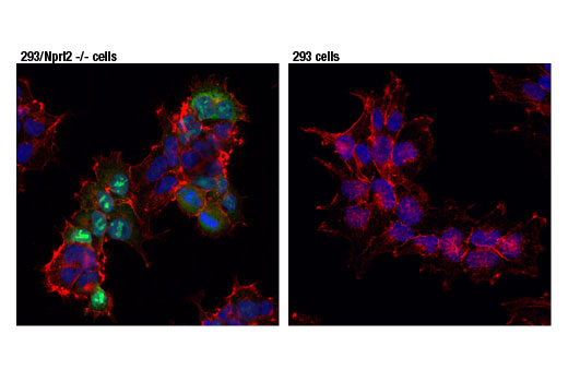 Immunofluorescence Image 2: Cas9 (S. pyogenes) (7A9-3A3) Mouse mAb (BSA and Azide Free)