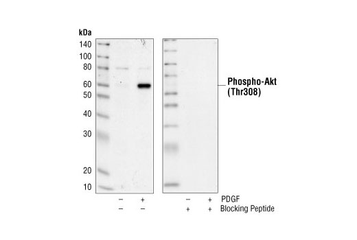  Image 1: Phospho-Akt (Thr308) Blocking Peptide