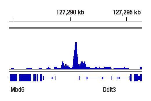 Chromatin Immunoprecipitation Image 1: ATF-4 (D4B8) Rabbit mAb