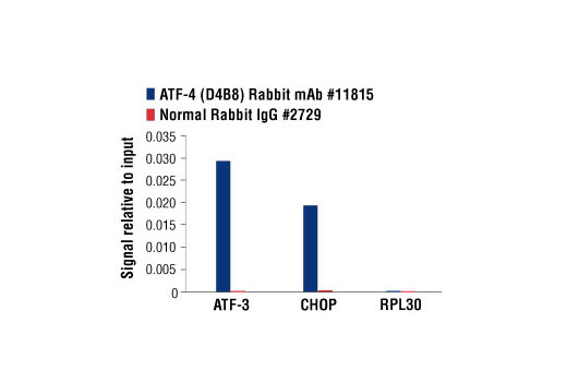 Chromatin Immunoprecipitation Image 3: ATF-4 (D4B8) Rabbit mAb