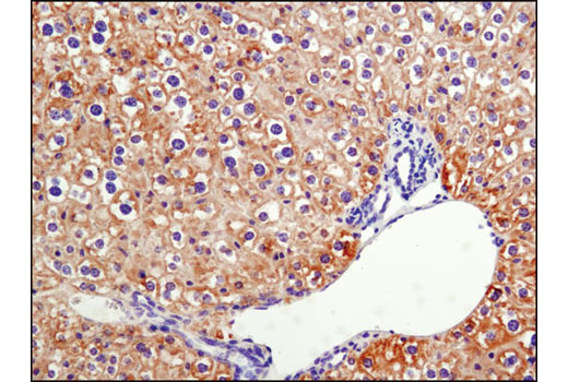 Immunohistochemistry Image 2: Phospho-Acetyl-CoA Carboxylase (Ser79) (D7D11) Rabbit mAb (BSA and Azide Free)