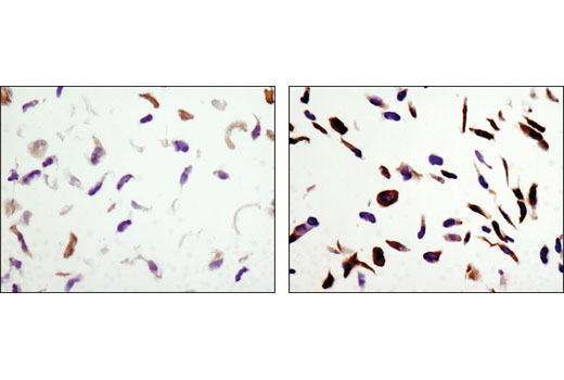 Immunohistochemistry Image 1: Phospho-Acetyl-CoA Carboxylase (Ser79) (D7D11) Rabbit mAb (BSA and Azide Free)