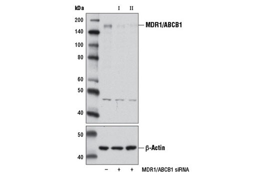  Image 1: SignalSilence® MDR1/ABCB1 siRNA I