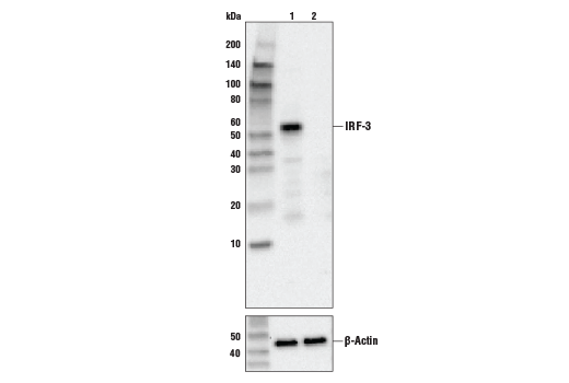  Image 2: IRF Family Antibody Sampler Kit