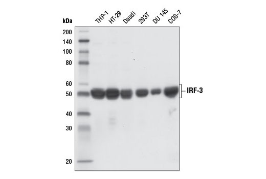  Image 13: IRF Family Antibody Sampler Kit