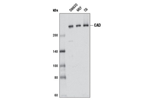 Western Blotting Image 1: CAD Antibody
