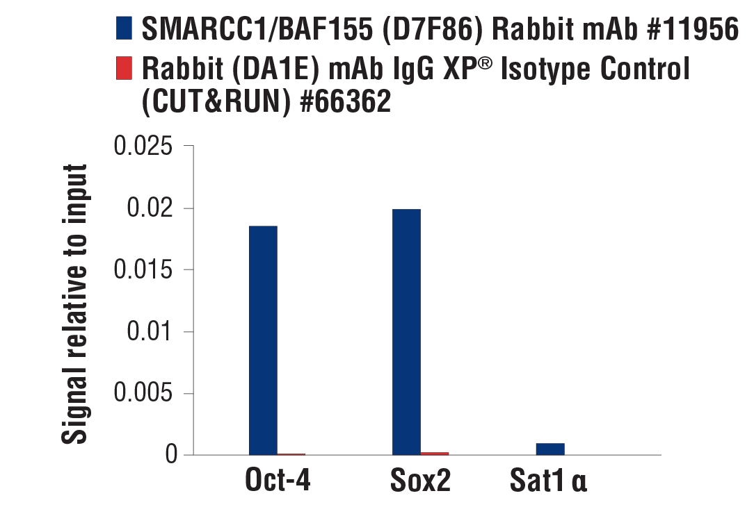  Image 52: BAF Complex Antibody Sampler Kit II