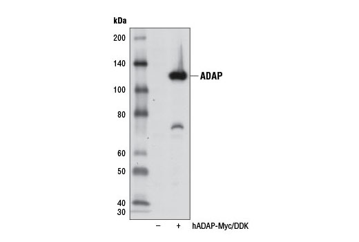 Western Blotting Image 2: ADAP Antibody