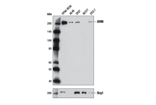  Image 19: BAF Complex Antibody Sampler Kit II