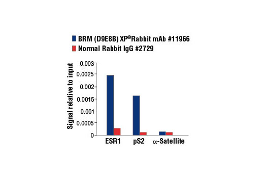  Image 53: BAF Complex Antibody Sampler Kit II
