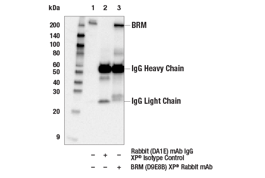  Image 74: BAF Complex IHC Antibody Sampler Kit
