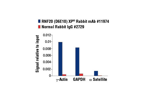Chromatin Immunoprecipitation Image 1: RNF20 (D6E10) XP® Rabbit mAb