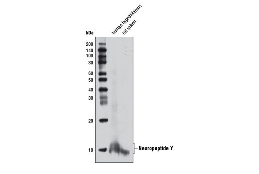 Western Blotting Image 4: Neuropeptide Y (D7Y5A) XP® Rabbit mAb