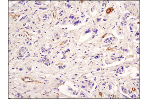 Immunohistochemistry Image 1: Neuropeptide Y (D7Y5A) XP® Rabbit mAb