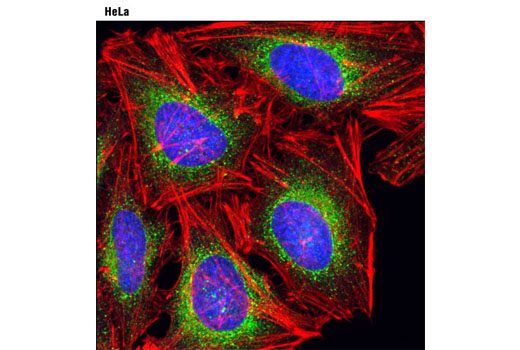 Immunofluorescence Image 1: Calumenin (4C6) Mouse mAb