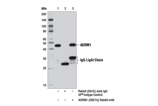 Immunoprecipitation Image 1: ADRM1 (D9Z1U) Rabbit mAb