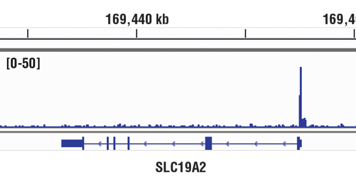  Image 53: Steroid Hormone Receptor Antibody Sampler Kit