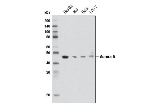 Western Blotting Image 1: Aurora A (1F8) Mouse mAb