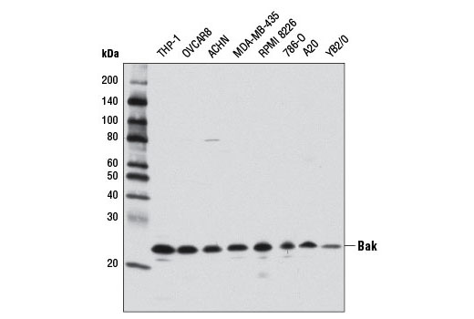  Image 1: Pro-Apoptosis Bcl-2 Family Antibody Sampler Kit