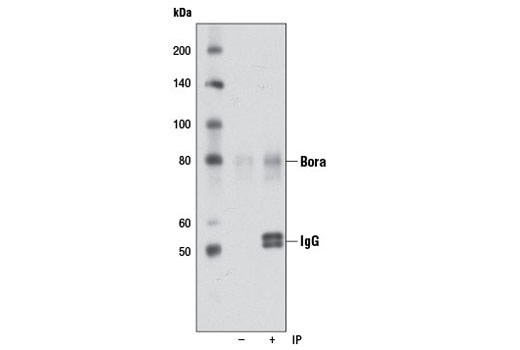 Immunoprecipitation Image 1: Bora (D2B9) Rabbit mAb