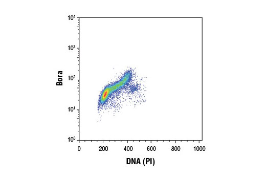Flow Cytometry Image 1: Bora (D2B9) Rabbit mAb