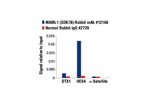 Chromatin Immunoprecipitation Image 3: MAML1 (D3K7B) Rabbit mAb