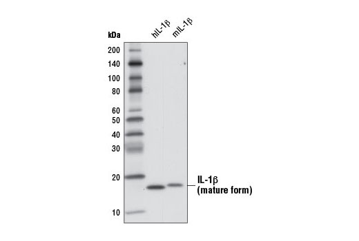Western Blotting Image 3: IL-1β (3A6) Mouse mAb