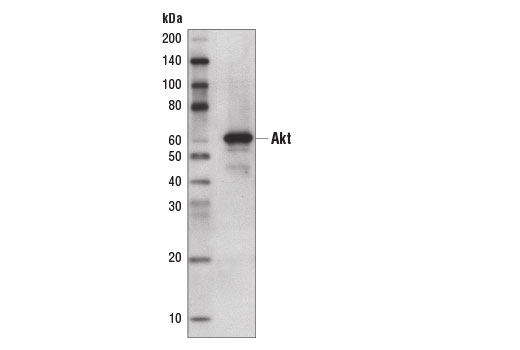 Western Blotting Image 2: Protein A (HRP Conjugate)