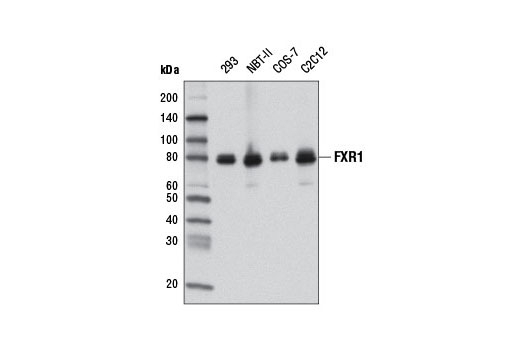  Image 1: Fragile X/FMRP Signaling Pathway Antibody Sampler Kit