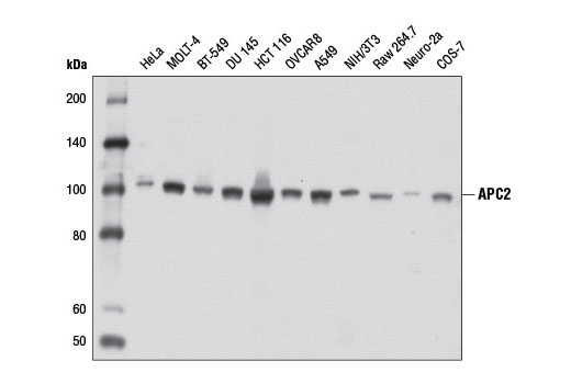 Western Blotting Image 1: APC2 Antibody