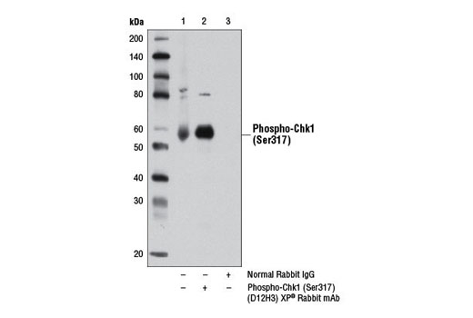  Image 6: PhosphoPlus® Chk1 (Ser317) Antibody Duet