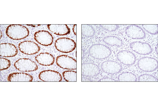 Immunohistochemistry Image 1: CDX2 (D11D10) Rabbit mAb (BSA and Azide Free)