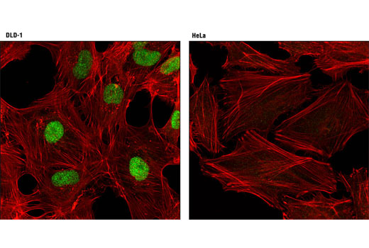 Immunofluorescence Image 1: CDX2 (D11D10) Rabbit mAb (BSA and Azide Free)