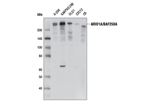  Image 4: BAF Complex Antibody Sampler Kit II