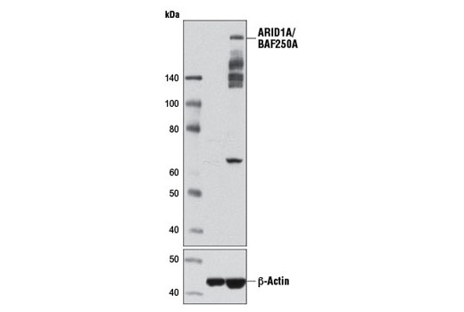  Image 20: BAF Complex Antibody Sampler Kit II