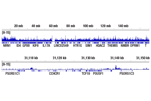 Chromatin Immunoprecipitation Image 2: ARID1A/BAF250A (D2A8U) Rabbit mAb