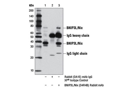 Immunoprecipitation Image 1: BNIP3L/Nix (D4R4B) Rabbit mAb