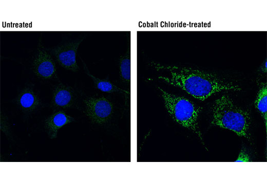 Immunofluorescence Image 1: BNIP3L/Nix (D4R4B) Rabbit mAb