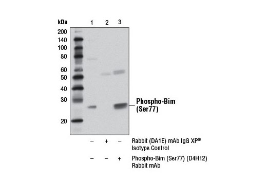 Immunoprecipitation Image 1: Phospho-Bim (Ser77) (D4H12) Rabbit mAb
