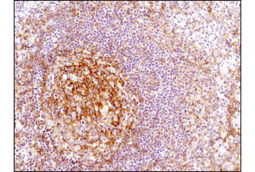 Immunohistochemistry Image 4: CD82 (D7G6H) Rabbit mAb