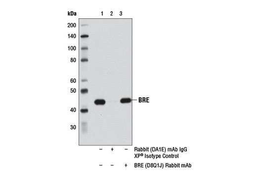 Immunoprecipitation Image 1: BRE (D8Q1J) Rabbit mAb
