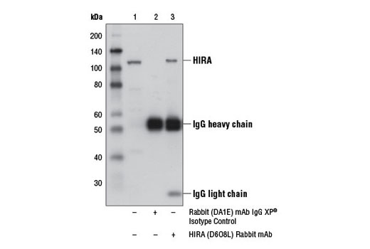 Immunoprecipitation Image 1: HIRA (D6O8L) Rabbit mAb