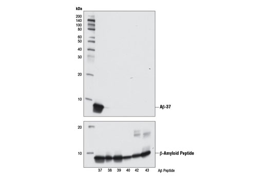 Western Blotting Image 3: β-Amyloid (1-37) (D2A6H) Rabbit mAb