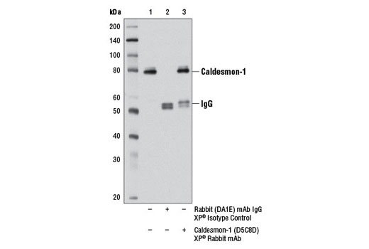 Immunoprecipitation Image 1: Caldesmon-1 (D5C8D) XP® Rabbit mAb