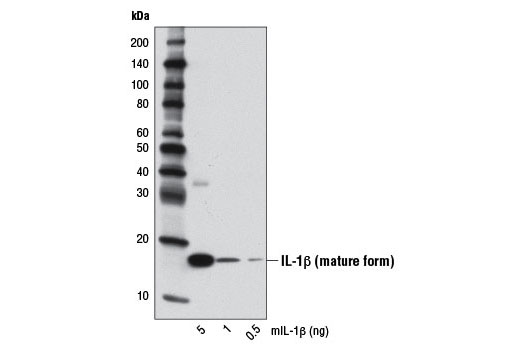  Image 11: Mouse Reactive PANoptosis Antibody Sampler Kit