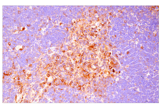 Immunohistochemistry Image 7: NF-κB1 p105/p50 (D7H5M) Rabbit mAb